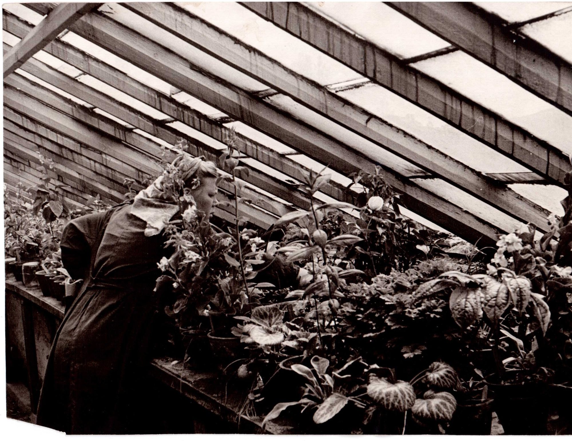 Ботаническому саду ИГУ исполнилось 80 лет