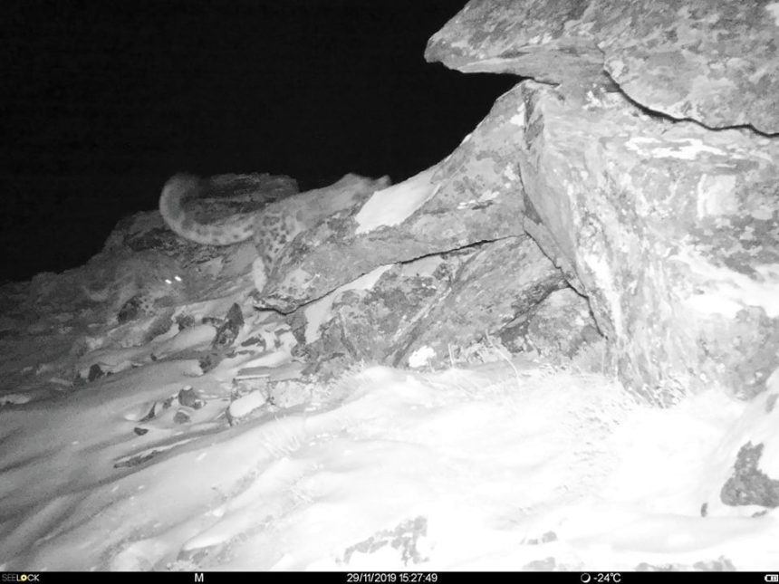 Фотоловушка засняла самку снежного барса Грозу с котенком в Саянах, которую ученые уже потеряли