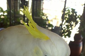 Иркутский Дом природы приютил более 30 животных из передвижной выставки