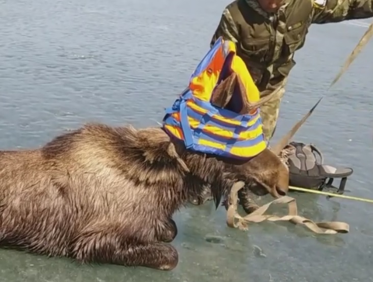 Лося спасли со льда залива на Байкальском тракте