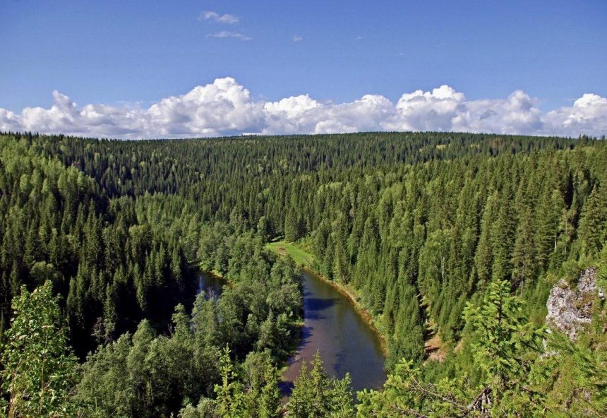 Незаконную рубку 73 тыс. га защитных лесов предотвратили в Усть-Илимске