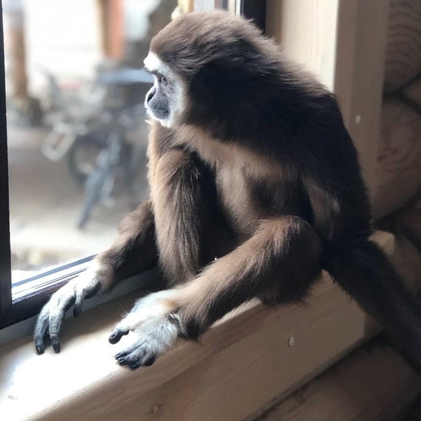 Передвижная выставка вынужденно оставила 11 обезьян в Иркутске
