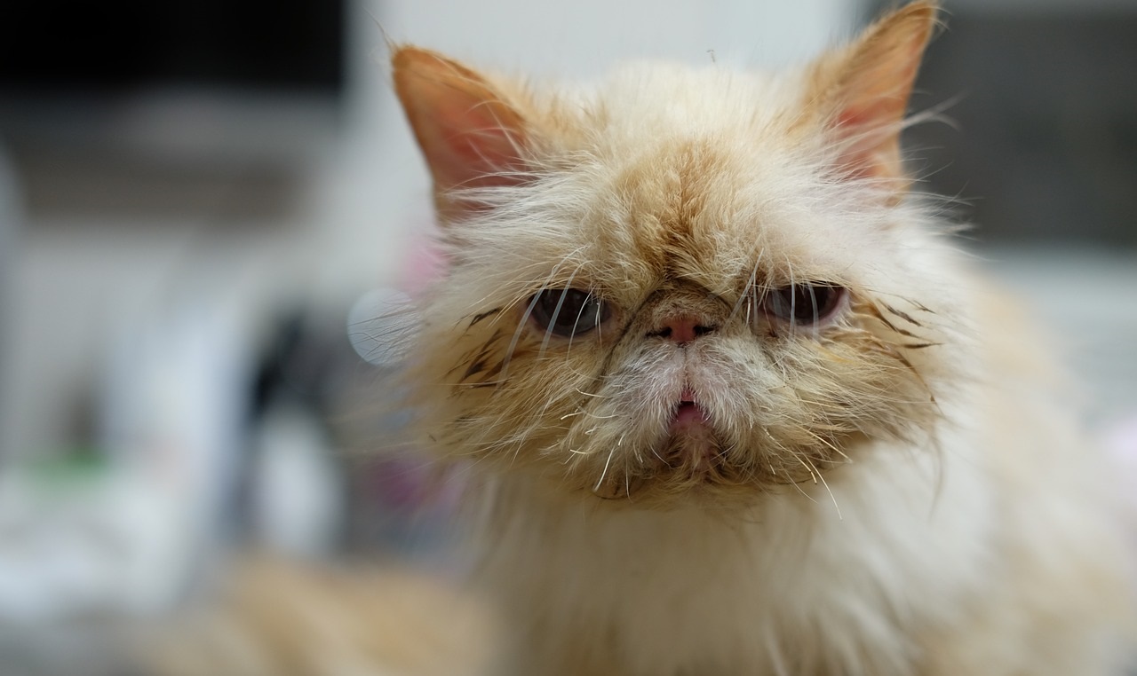 Ветеринары призывают граждан не бросать своих животных из-за боязни коронавируса