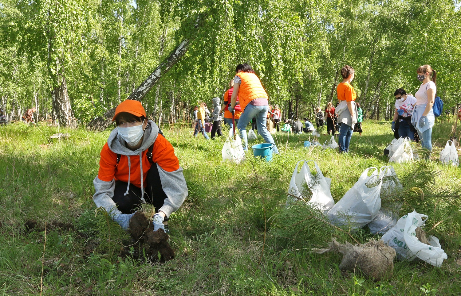 Более трех тысяч сосен посадили в роще на Синюшиной горе в Иркутске