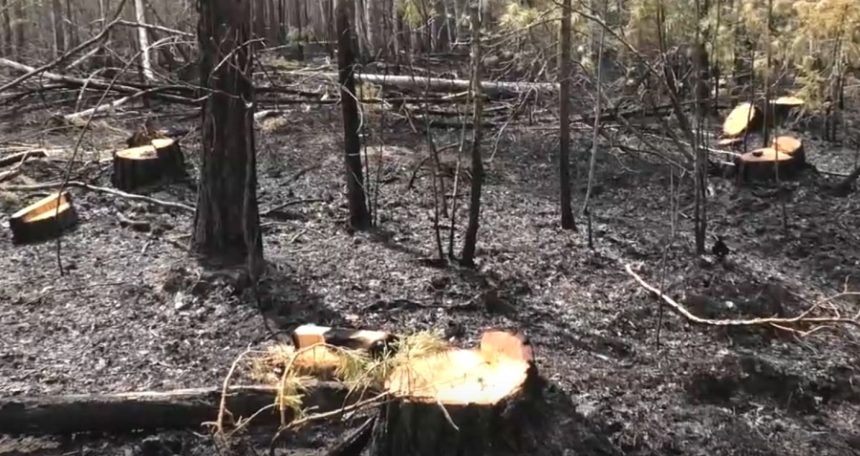 Деятельность черных лесорубов пресекли в Качугском районе Иркутской области