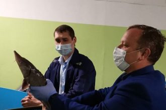 Ферма по разведению осётра заработала в Шелеховском районе