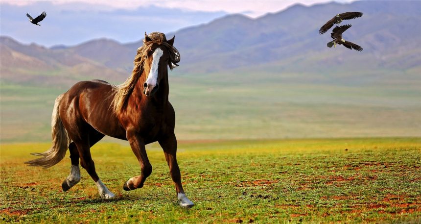 Конно-спортивная школа в Усть-Ордынском округе собирает деньги для лошадей