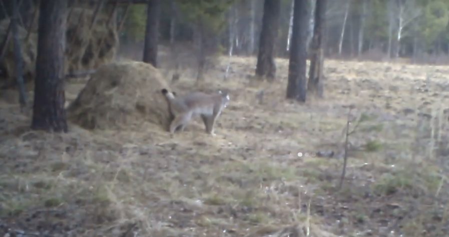 Самец рыси попался в объектив фотоловушки в Большереченском лесничестве
