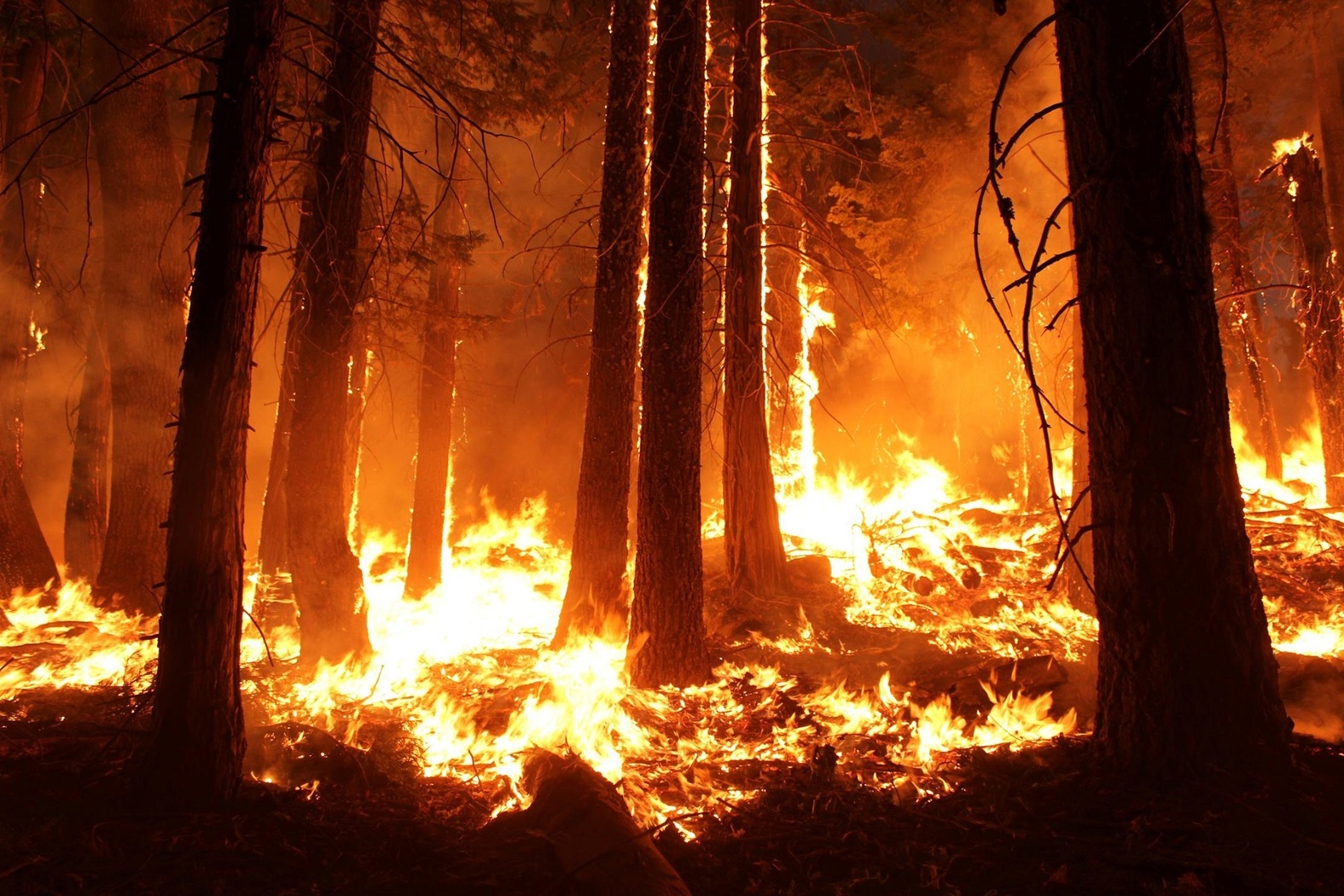Шесть лесных пожаров ликвидировали в Приангарье за сутки