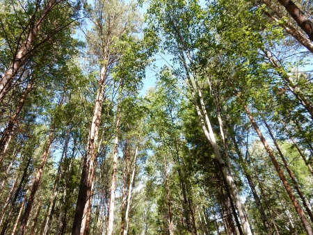 Администрация Иркутска разрабатывает варианты обустройства противопожарных разрывов в лесах пади Топка и поселка Плишкино