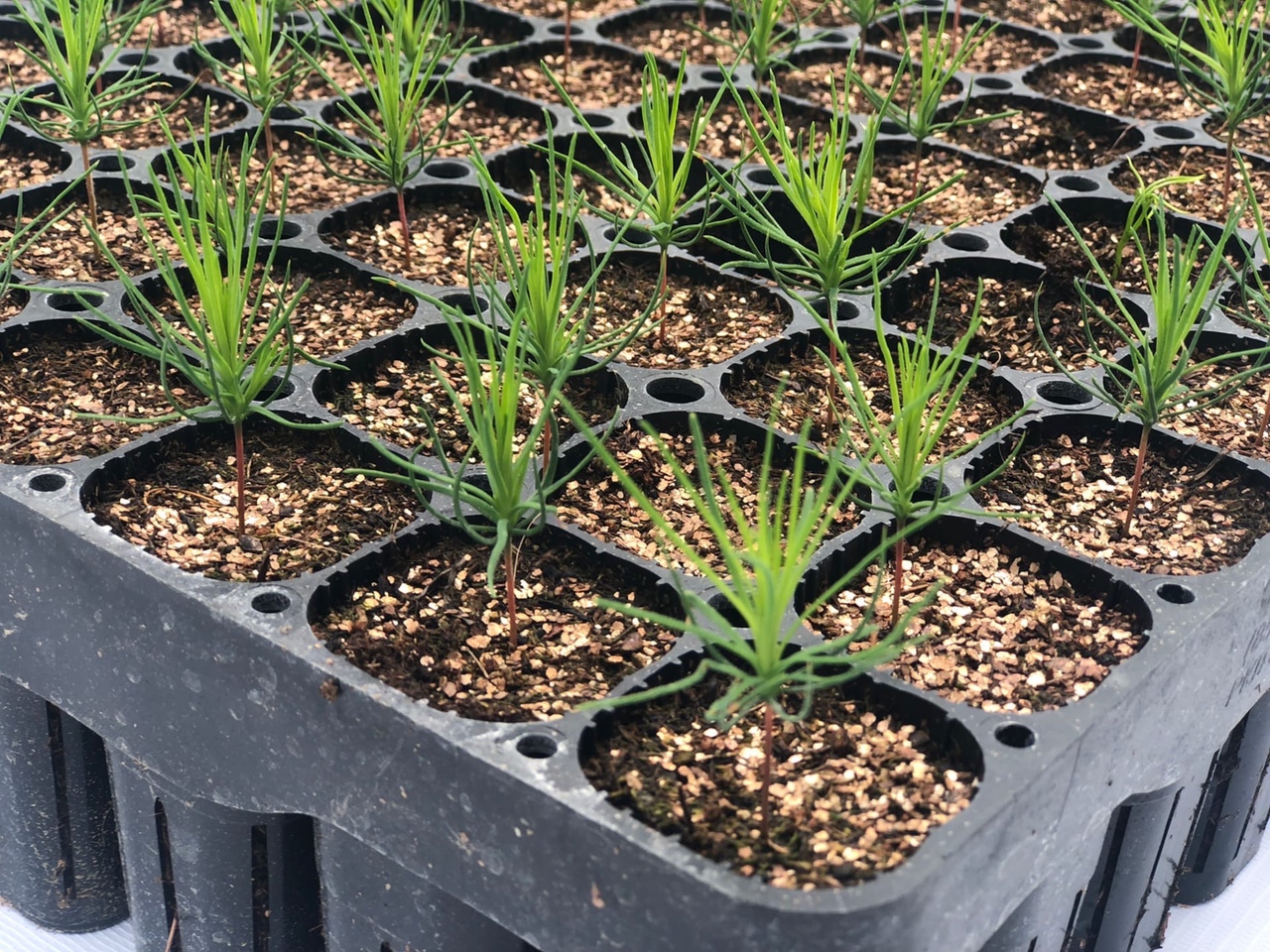 Более ста тысяч деревьев высадят в Иркутской области в рамках соглашения в сфере поглощения парниковых газов