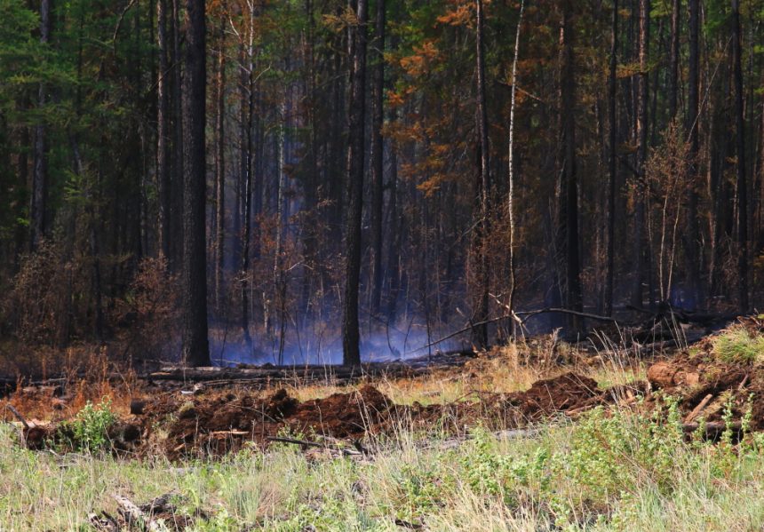 Четыре лесных пожара ликвидировали в Приангарье за сутки