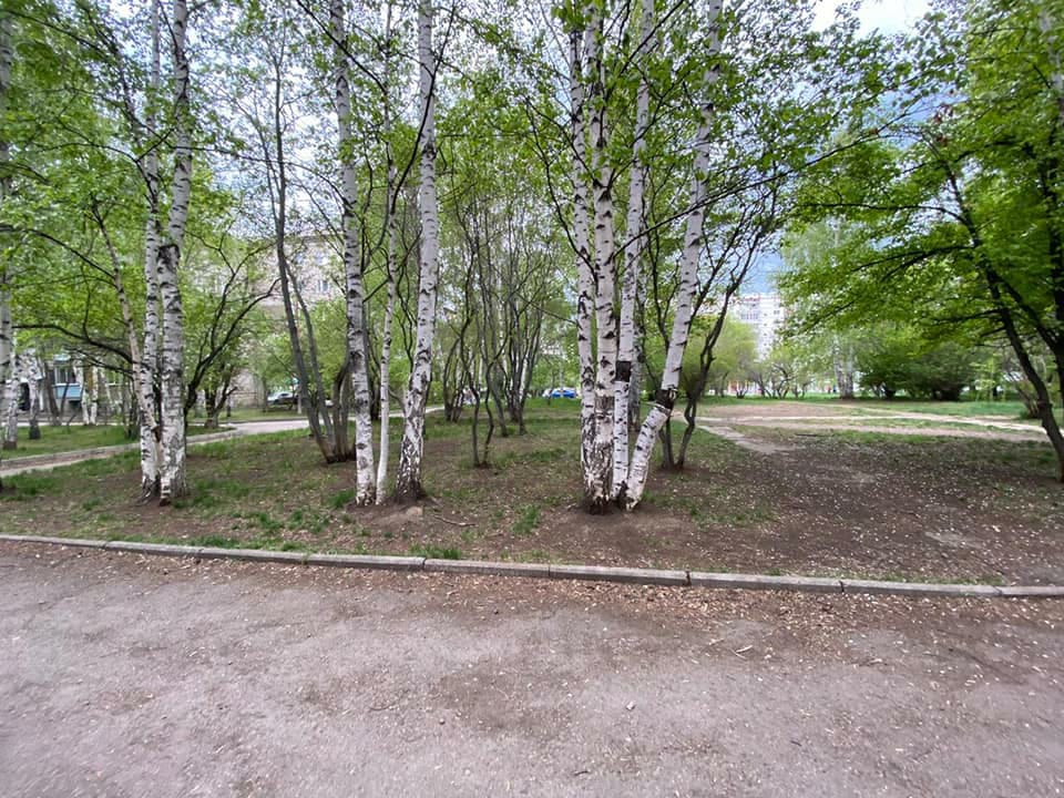 Городское лесничество создадут в Иркутске