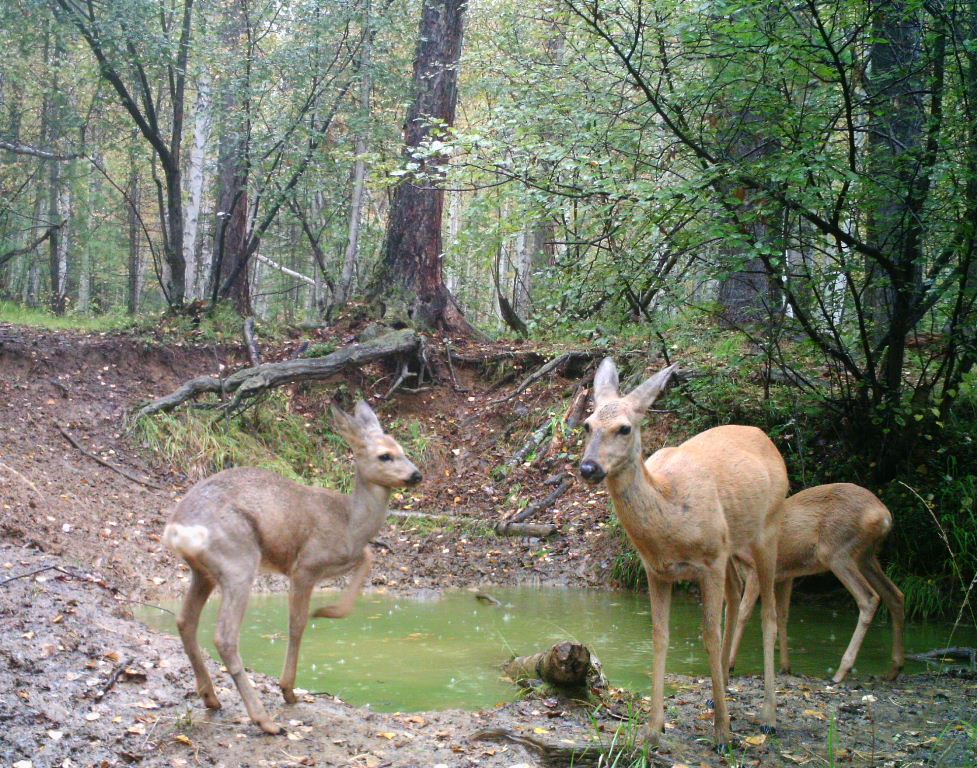 Миграция косуль наблюдается вблизи поселков Никола и Листвянка