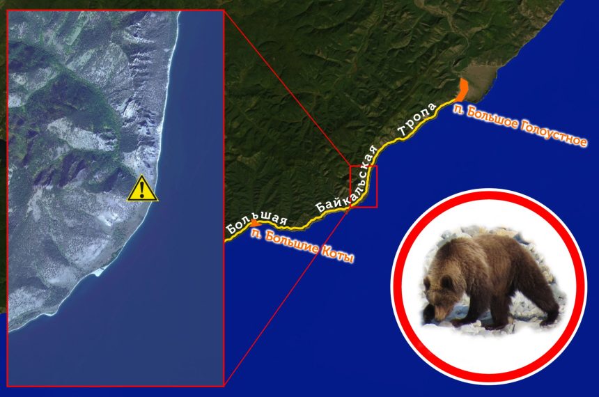 Туристов предупреждают о медведе, находящемся в районе Большой Байкальской тропы
