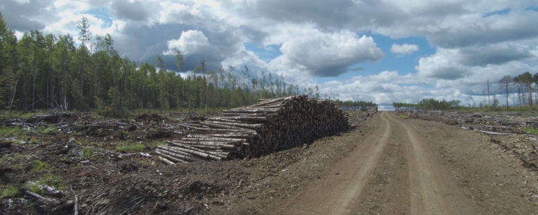 Группа «Илим» по решению суда очистит использованные участки от поваленных деревьев