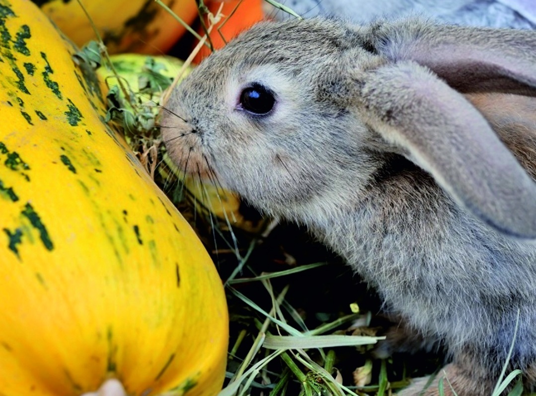 Иркутский зоосад принимает излишки урожая на корм животным