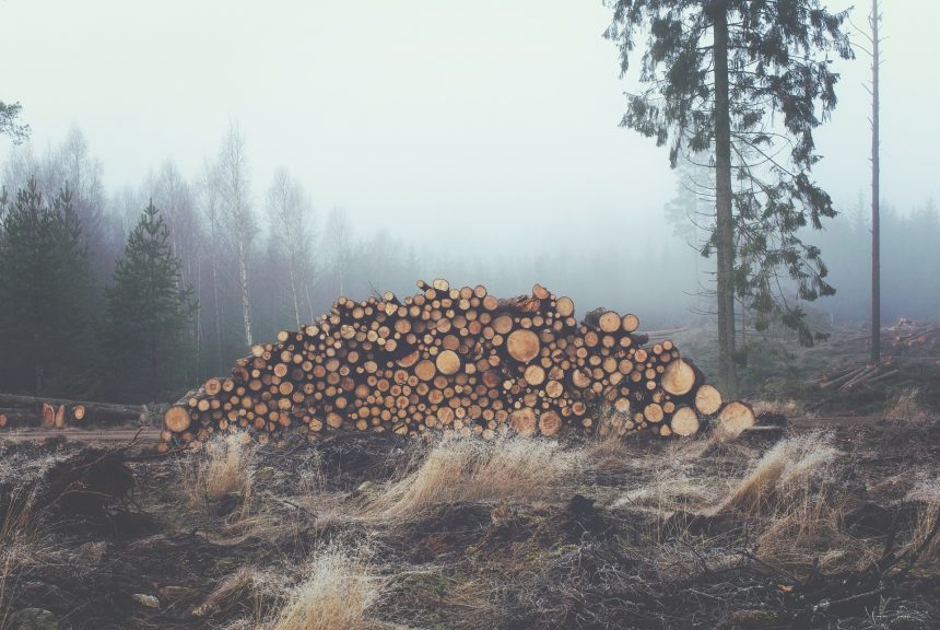 Контрабанду леса более чем на два миллиона рублей обнаружили в Тайшетском районе