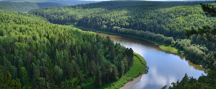 Суд обязал Минлес Иркутской области провести лесоустройство Илимского лесничества