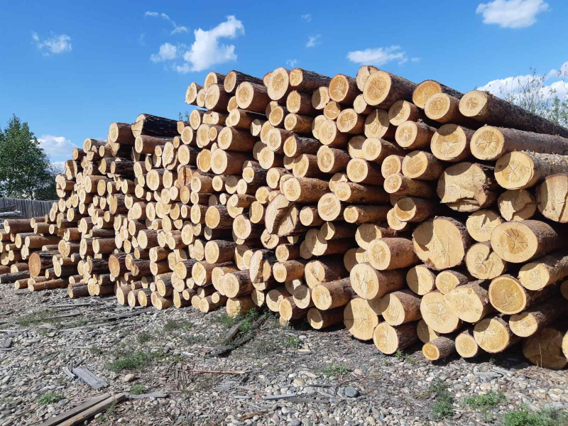 МВД Приангарья завело уголовное дело на преступное сообщество за вырубку леса на 18 млн. рублей