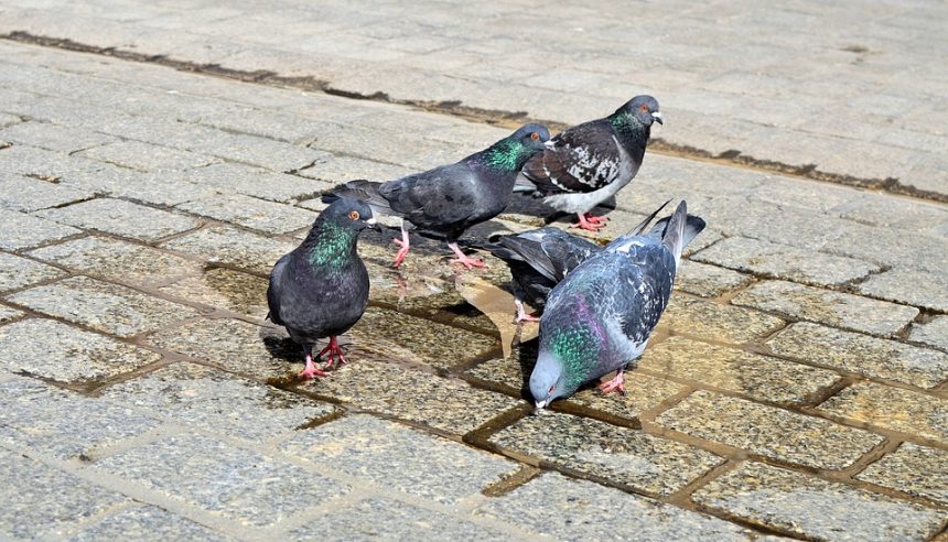 Около двух десятков погибших голубей обнаружили в сквере Академгородка в Иркутске