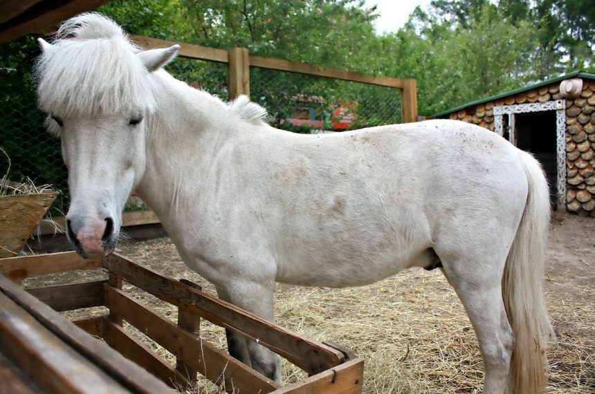 Шетлендского пони подарили иркутскому зоосаду