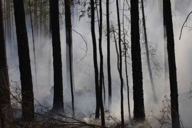 Два района Иркутской области находились в зоне задымления от лесных пожаров за сутки