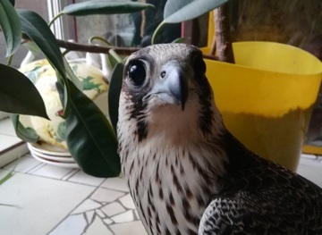 Еще троих подозреваемых в незаконной охоте на редких соколов задержали в Иркутской области