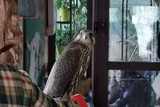Изъятые в августе у иностранцев на Байкале соколы до сих пор живут в неволе