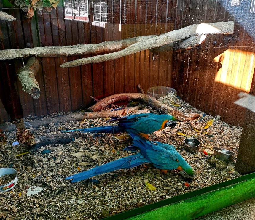 Вольер попугаев Ара в иркутской зоогалерее пострадал от землетрясения
