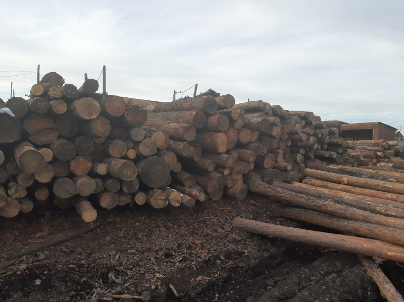Банду "черных лесорубов" осудят за вырубку леса в Боханском районе на 2,4 миллиона рублей