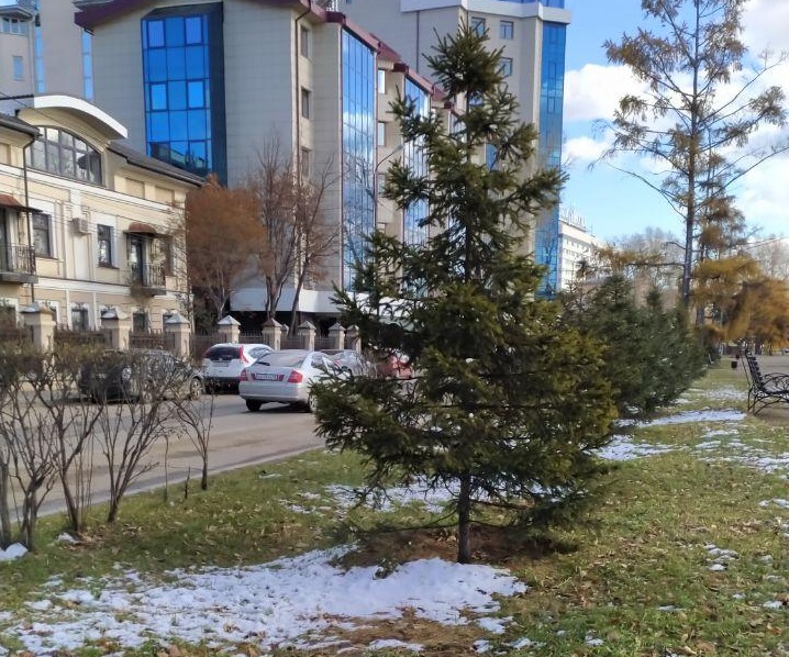 Более 140 крупномерных саженцев высадят на общественных пространствах Иркутска
