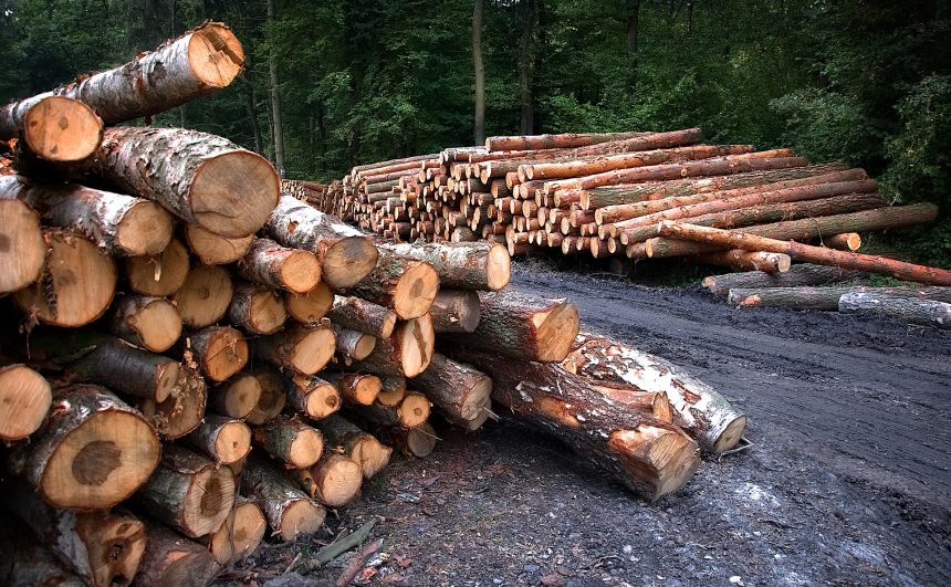 Двух ангарчан осудят за незаконную рубку леса на 23 миллиона рублей