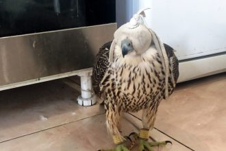 Одного из двух краснокнижных соколов, изъятых в августе у иностранцев, выпустили на волю