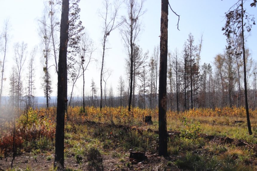 Пожароопасный сезон в Иркутской области закрыт