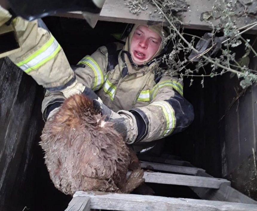 В Качуге пожарные спасли собаку, провалившуюся в выгребную яму