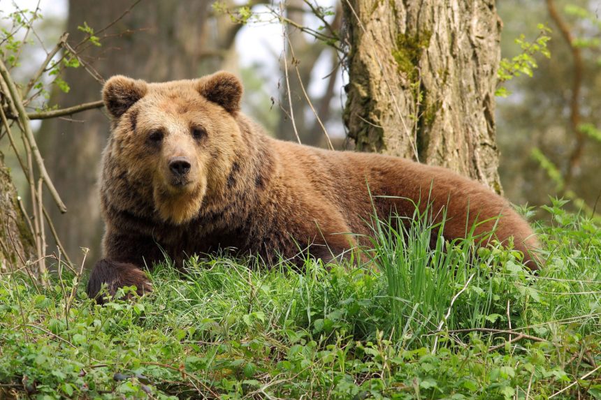 Мэрия Братского района предупреждает жителей об участившихся случаях появления медведей на территории