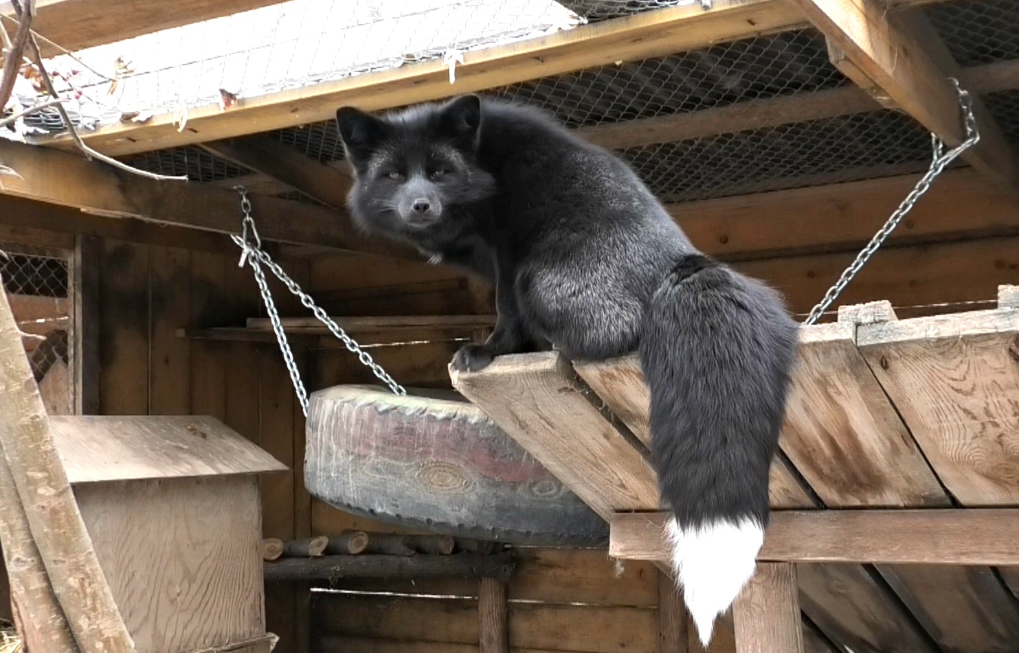 Иркутский зоосад запустил аудиогид