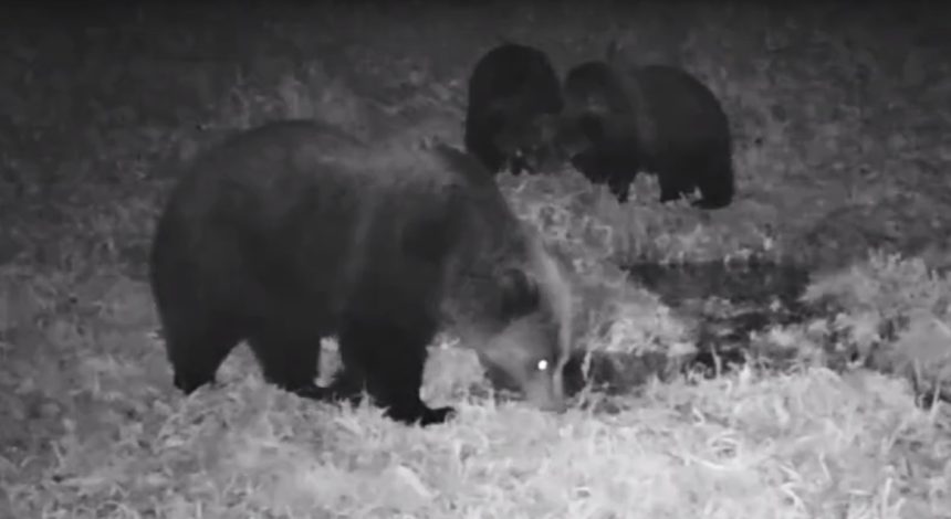 Медведица с тремя медвежатами попала на видеокамеру в Прибайкальском нацпарке