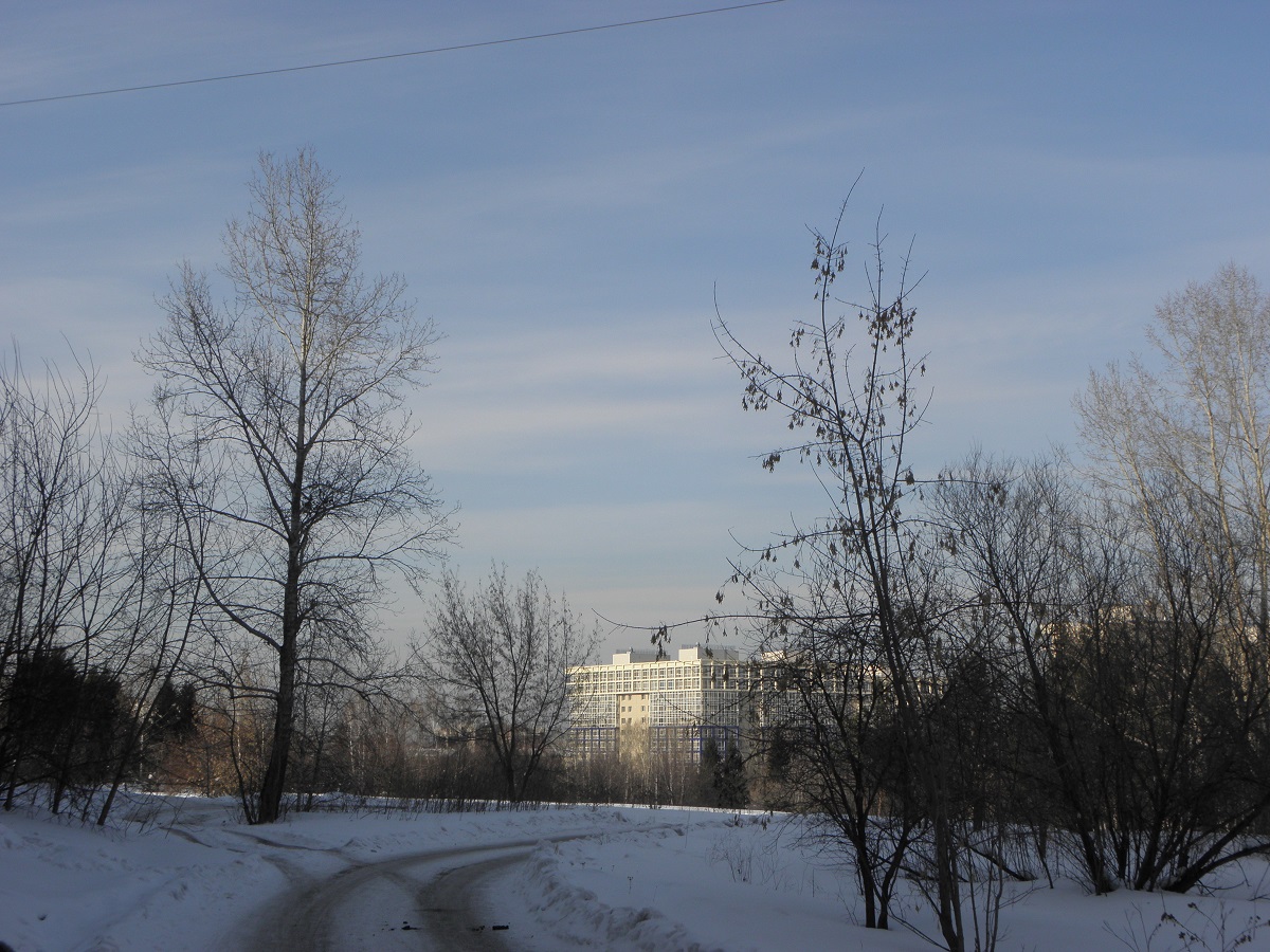 Петицию за сохранение леса на границе с Академгородком за три дня подписали более 3,5 тысяч человек