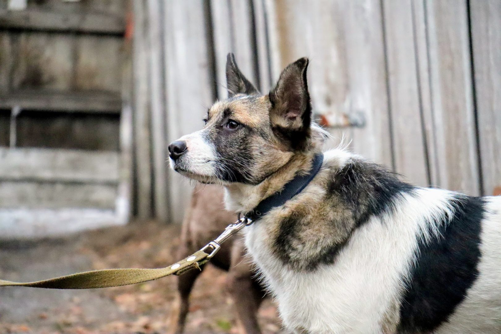 Питомцы щенячьего мини-приюта в Иркутске ждут хозяев