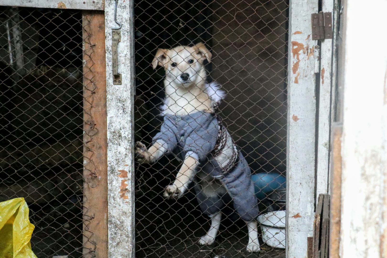 Питомцы щенячьего мини-приюта в Иркутске ждут хозяев