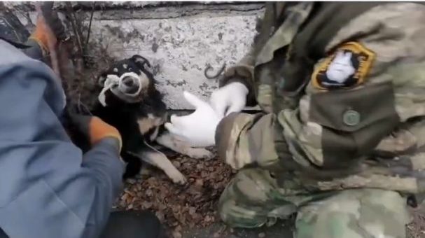 Сотрудники иркутского питомника "К-9" спасли собаку от сдавливающего ошейника