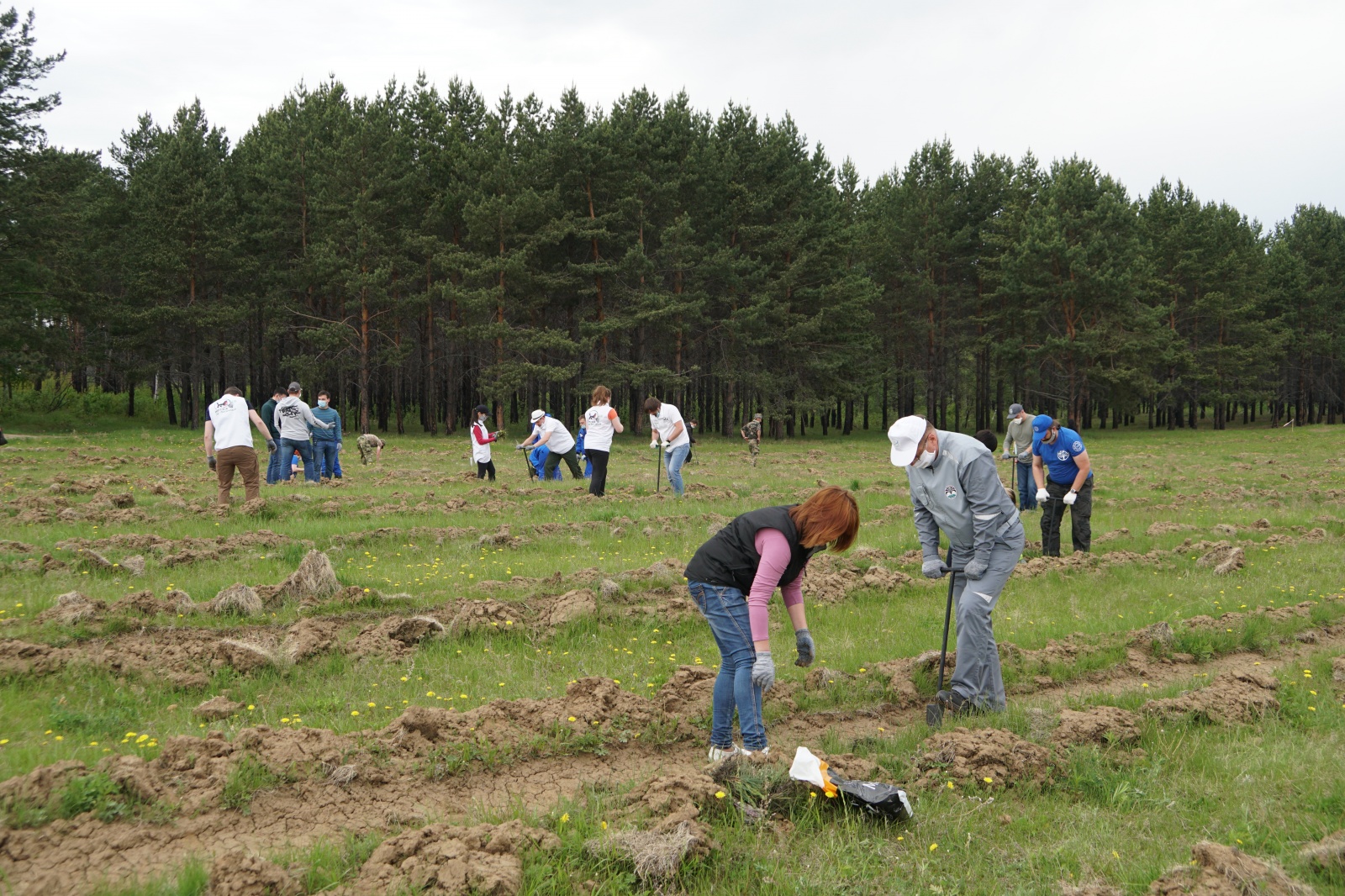 Площади лесовосстановления увеличат в Иркутской области