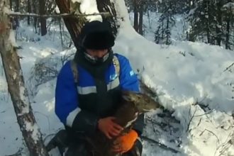Самку кабарги спасли от браконьеров в Жигаловском районе