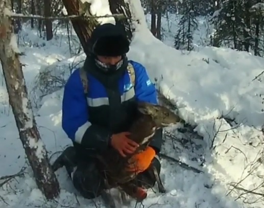 Самку кабарги спасли от браконьеров в Жигаловском районе
