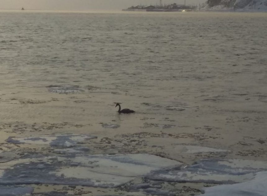 Иркутяне переживают за судьбу лебедя, зимующего на Байкале