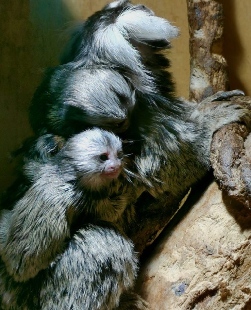 Два детеныша родились у игрунковой обезьянки в Иркутской зоогалерее