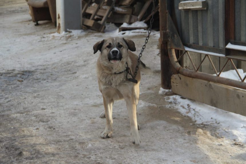 Полицейский спас семью, застрелив разъярённую собаку в Усть-Илимском районе