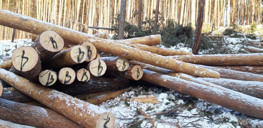 В Братском районе трое мужчин незаконно вырубили 32 кубометра леса